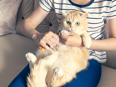 年轻女孩割断了一只绿眼美美的奶油小猫的爪子刀具剪刀工具美甲宽容女性指甲剪裁药品毛皮图片