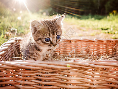 一个可爱的小黑小猫同伴 从篮子里出来宠物猫科动物孤独动物虎斑毛皮猫咪哺乳动物蓝色花园图片