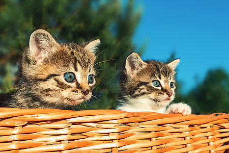 可爱的小被吓小猫 从篮子里偷看 户外猫咪柳条树叶猫科动物宠物哺乳动物花园毛皮成套图片