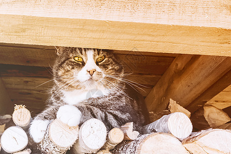 一只大猫坐在屋顶的木头上毛皮村庄动物条纹宠物棕色虎斑休息房子图片