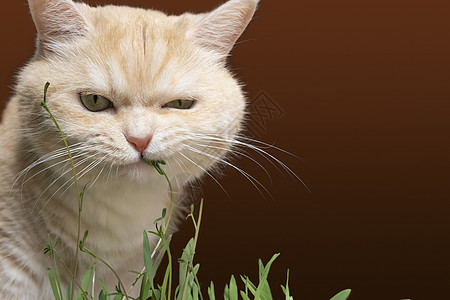 美丽的奶油小猫在吃草 棕色背景饮食植物动物虎斑宠物维生素薄荷猫科毛皮草本植物图片