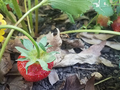 花园中的红草莓果和绿叶绿色植物植物学水果植物群浆果食物树叶图片