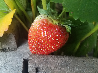 花园中的红草莓果和绿叶植物学浆果植物群树叶水果植物绿色食物图片