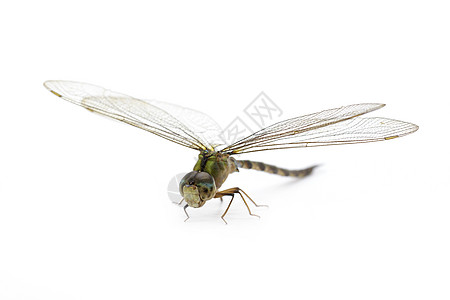 白色背景上的的图像 透明翅膀 inse脆弱性漏洞眼睛元首身体动物野生动物昆虫学皇帝蛇尾图片