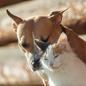 猫和狗狗和猫一起玩乐趣动物小猫宠物压痛哺乳动物朋友们友谊猫咪背景