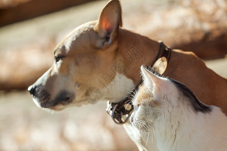 狗和猫一起玩友谊压痛动物宠物猫咪小猫朋友们乐趣哺乳动物图片