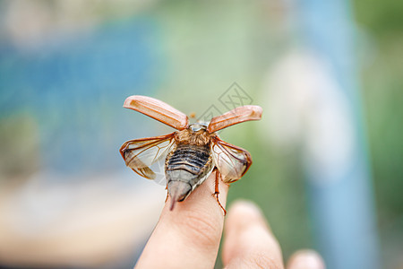 孩子们手边坐着一只大型的五虫甲虫 并准备就绪生活驱虫剂野生动物兴趣孩子昆虫漏洞好奇心女孩森林图片