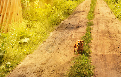 愤怒的小红狗在路上站着 看得很凶猛 在夏日户外朋友侵略哺乳动物攻击快乐动物牙齿危险小狗图片