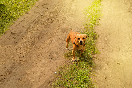 愤怒的小红狗在路上站着 看得很凶猛 在夏日户外快乐动物哺乳动物小狗攻击朋友牙齿危险侵略图片