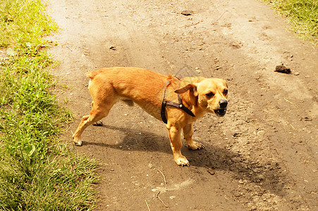 愤怒的小红狗在路上站着 看得很凶猛 在夏日户外危险小狗朋友动物侵略快乐哺乳动物攻击牙齿图片