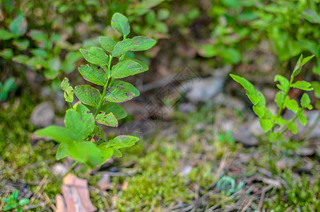 地上绿色叶子的蓝莓植物水果森林食物营养苦莓小吃荒野宏观甜点季节图片