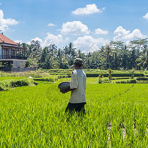 在印度尼西亚巴利 东南亚乌布德附近美丽的水稻梯田种植场工作的男性农夫食物生活帽子工人下雨旅行季节肥料栽培农场图片