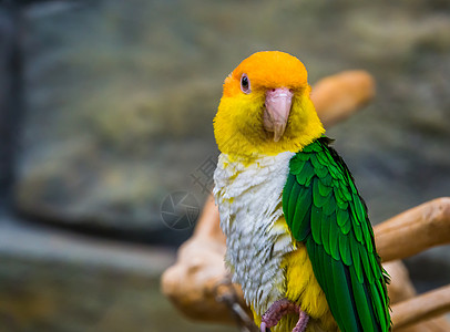 绿大腿鹦鹉和脸部被紧贴着 从布拉齐尔的亚马逊来的濒危鸟种图片