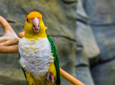 一只绿色大腿鹦鹉的紧闭 有趣的多彩鸟 从布拉齐尔 濒危热带动物物种图片