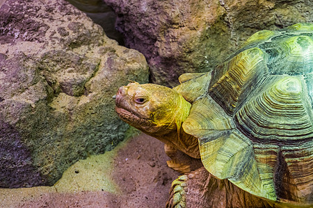 非洲刺激龟的特写是它的脸 来自非洲沙漠的热带陆龟 脆弱的爬行动物图片