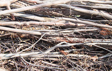 干燥的树枝和树干  天然有机背景纹理植物烧伤藤蔓森林木头荒野材料草丛植物学棕色图片
