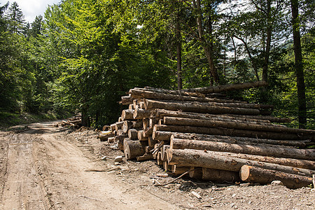 大型木林 来自松的脱水松木皮木日志森林收成树木木制品生产硬木软木记录产品柴堆图片