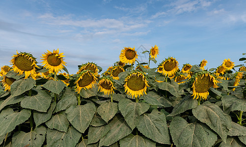 向日葵和蓝天空植物学太阳种子圆圈花园植物群生长花粉叶子天堂图片