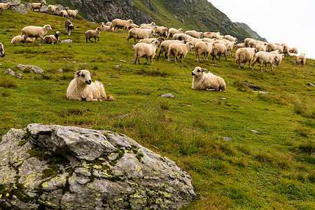 牧羊之锁在山上访问旅游俱乐部溪流旅行山脉路线牧场国家山脊图片