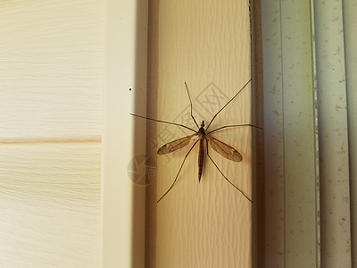 大起重机苍蝇或白色房屋旁的蚊子食虫者野生动物家庭房子长腿漏洞翅膀壁板害虫动物昆虫背景图片