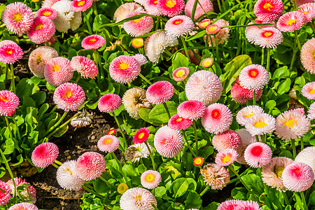 培养的英国花儿混合品种 流行观赏花园花朵 自然背景图片