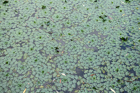 漂浮的落叶植物学杂草天气湿地季节叶子水坑池塘环境植物图片