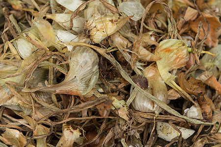 洋葱梨或皮消炎药蔬菜免疫土壤来源草药洋葱维生素饮食皮肤图片