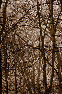福吉森林叶子小路关键字公园林地风景旅行蕨类薄雾国家图片