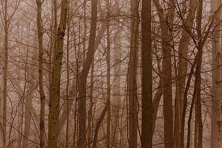 福吉森林国家风景宗教关键字叶子林地公园旅行薄雾小路图片