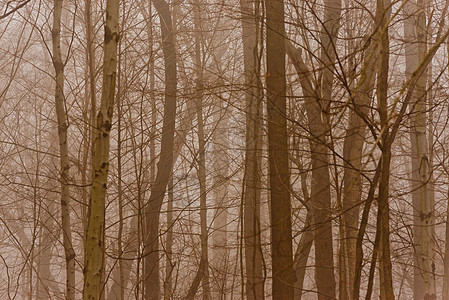 福吉森林国家林地薄雾旅行关键字叶子蕨类小路风景公园图片