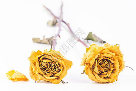 都结束了花朵花瓣植物棕色衰退褪色黄色玫瑰白色枯木图片