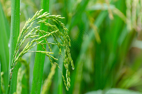 绿米快熟熟了 大草原上还有青稻图片