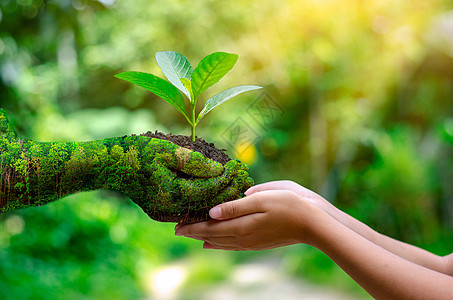 环境 地球日 在树木的手中长出幼苗 散景绿色背景女性手拿着树在自然田野草上森林保护概念活力种子叶子土壤生态塑料阳光植物行星世界图片