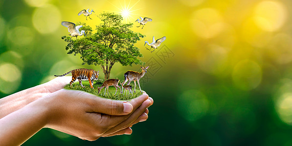 概念自然保护区保护野生动物保护区老虎鹿全球变暖食品面包生态人类手保护野生动物老虎鹿树在手绿色背景太阳光丛林环境荒野木头地球蓝色季图片