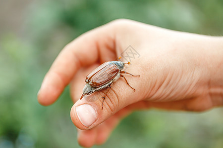 孩子们手边坐着一只大型的五虫甲虫 并准备就绪棕榈皮肤生活女孩运气动物婴儿昆虫森林宏观图片