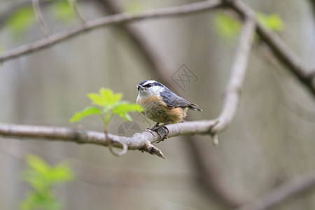 红胸Nuthatch黑色红色野生动物航班羽毛白色翅膀浆果鸣禽图片