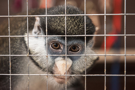 笼子里的猴子哺乳动物监狱野生动物头发俘虏栅栏酒吧动物园自由悲伤图片