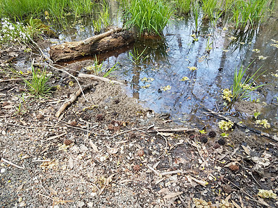 沼泽环境中的大青蛙 水和泥土牛蛙池塘野生动物动物湿地植物两栖图片