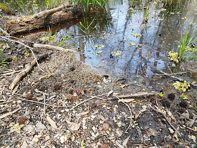 沼泽环境中的大青蛙 水和泥土两栖湿地牛蛙动物野生动物池塘植物图片