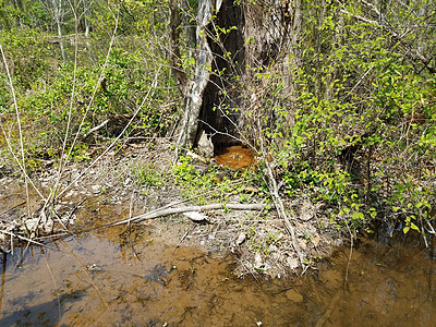 两只大青蛙 两只水和两棵树的空洞图片
