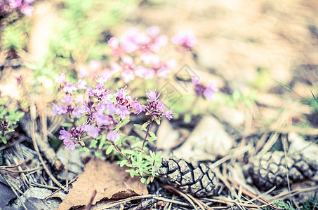 近距离拍摄的棕褐皮针 卷腰松瓜和紫胸花 以及森林中的苔背景图片