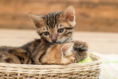 小棕色条纹的白斑小猫 夹在篮子里图片