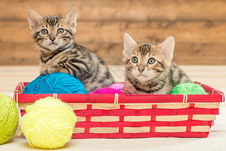 两只Bengali种的小猫坐在篮子里玩t图片