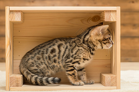 纯净的Bengal小猫在木盒子里玩耍图片