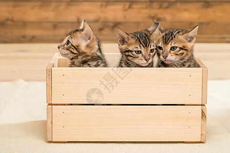 三只小猫在一个木盒子里 特写的小猫肖像图片