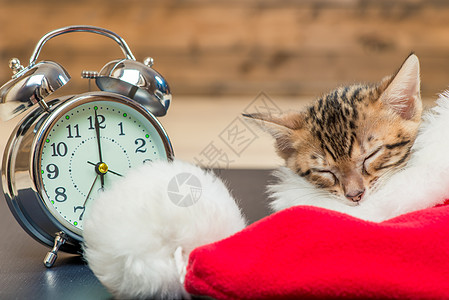 小猫睡在圣诞老人的帽子里 就在闹钟旁边图片