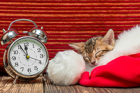 新年的相片会议 小猫睡在圣山图片