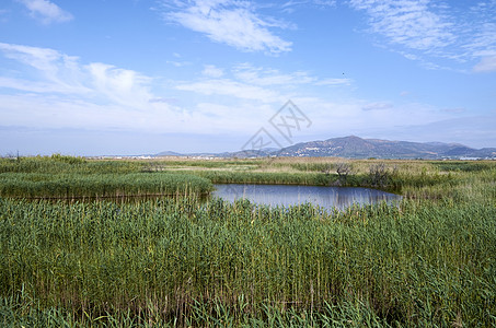 Puzol巴伦西亚的Puzol池塘植物动物白鹭家族沼泽芦草香蒲摄影湿地环境图片
