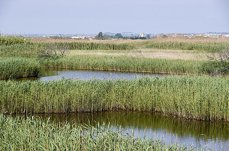 Puzol巴伦西亚的Puzol池塘家族摄影水库白鹭沼泽环境芦草香蒲动物植物图片