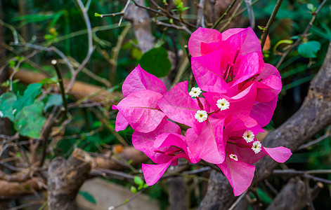 大型闭合 流行热带花园植物 自然背景的树枝上的粉红布加林维亚花朵图片
